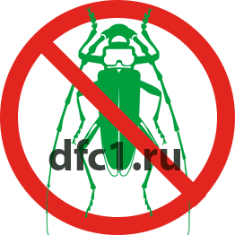 Жук короед в Краснотурьинске