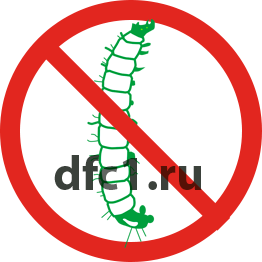 Жук древоточец в Краснотурьинске