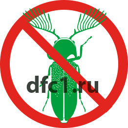 Жук точильщик в Краснотурьинске