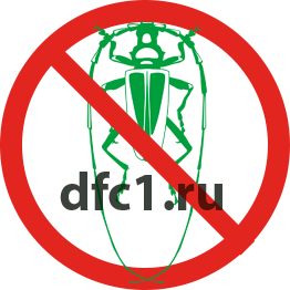 Жук усач в Краснотурьинске