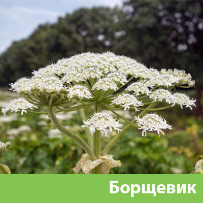 Уничтожение сорняка в Краснотурьинске