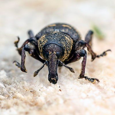 Долгоносик в Краснотурьинске фото