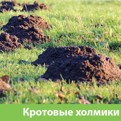 Кроты на участке в Краснотурьинске