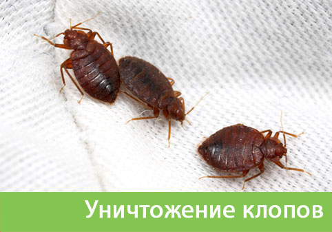 Уничтожение клопов в городе Краснотурьинск