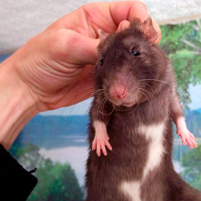 Крысы в Краснотурьинске