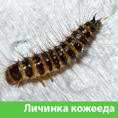 Личинка Кожееда в Краснотурьинске