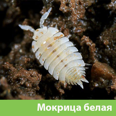 Мокрица в Краснотурьинске фото