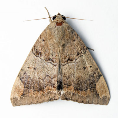 Моль в доме в Краснотурьинске