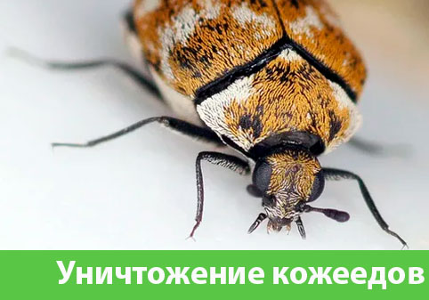 Обработка от кожееда в городе Краснотурьинск 