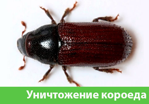 Обработка от древоточца в городе Краснотурьинск