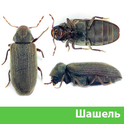 Обработка от шашеля в городе Краснотурьинск