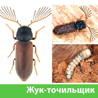 Уничтожение точильщика и личинок в Краснотурьинске