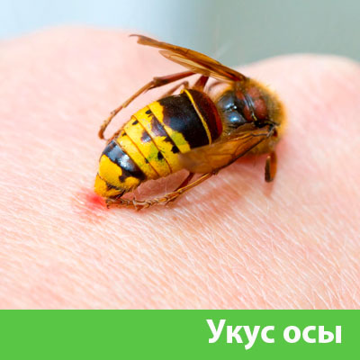 Профессиональное уничтожение ос и шершней в Краснотурьинске