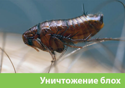Уничтожение блох в городе Краснотурьинск