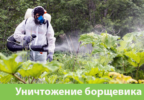 Уничтожение Борщевика в городе Краснотурьинск