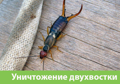 Уничтожение двухвостки в городе Краснотурьинск