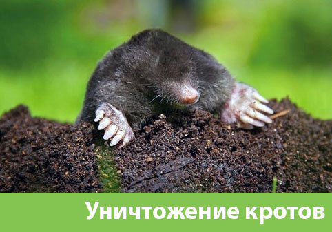 Уничтожение кротов в городе Краснотурьинск