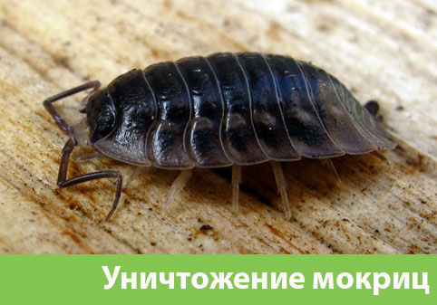 Мокрицы в квартире в городе Краснотурьинск