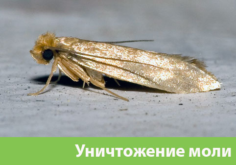Уничтожение моли в городе Краснотурьинск 