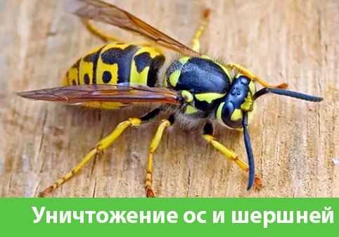 Уничтожение ос и шершней в городе Краснотурьинск