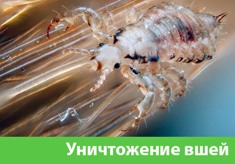 Уничтожение вшей в городе Краснотурьинск