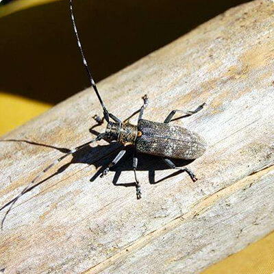 Уничтожение насекомых на всех стадиях развития в Краснотурьинске